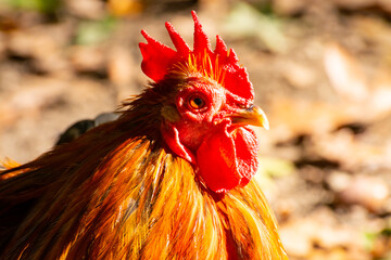 Free range keeping of rosters and hens outdoor on the farm