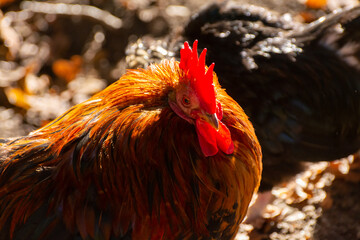 Free range keeping of rosters and hens outdoor on the farm