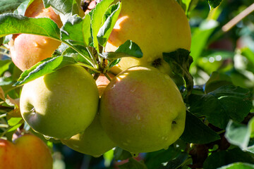Sweet ripe braeburn apples ready to harvest in orchard