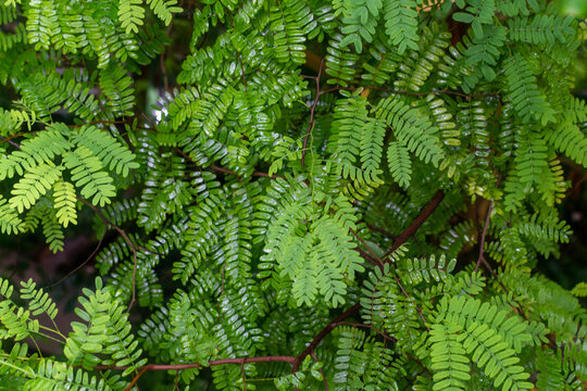 Botanical collection, leaves of tropical tamarindus indica tree from Madagascar and Africa, pulp uses for making sour tamarind syrup and ingredient for Worcestershire sauce