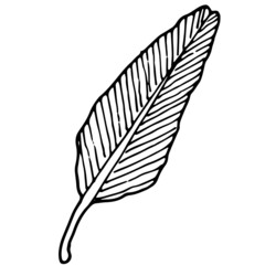 Vector isolated tropical leaf. A long-shaped palm leaf with veins on a thick stem drawn by hand in the style of a sketch on a white background. outline of a black plant leaf for a design template