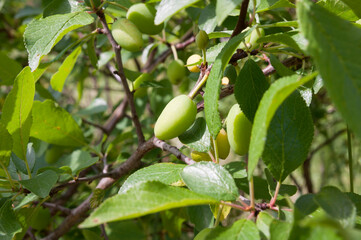 Close up of young plum tree branches with little green unripe plums