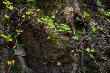 detalle rocas grises cubiertas de maleza y musgo