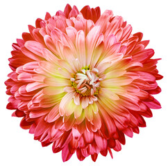 Red  chrysanthemum..  Flower on a white isolated background with clipping path.  For design.  Closeup.  Nature.