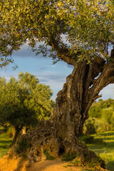 Fototapeta premium Alzina en campo con luz del atardecer