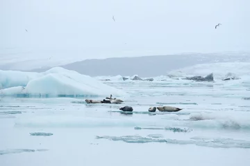 Foto op Aluminium seal on iceberg © porbital