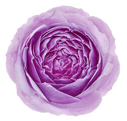 Purple rose flower  on white isolated background with clipping path. Closeup. For design. Nature.