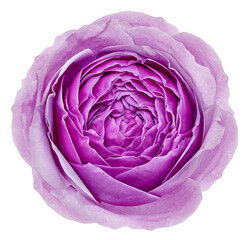 Purple rose flower  on white isolated background with clipping path. Closeup. For design. Nature.