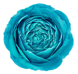 Turquoise  rose flower  on white  isolated background with clipping path. Closeup. For design....