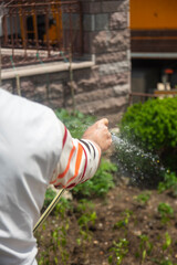 her grandfather waters the tomato and pepper seedlings in their garden with a garden hose.