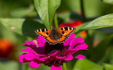 Peacock butterfly drinks nectar while sitting on a pink flower close-up on a dark background.