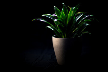 Little apartment plants in pots on black background
