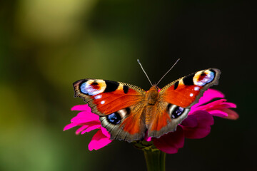 Peacock butterfly drinks nectar while sitting on a pink flower close-up on a dark background.