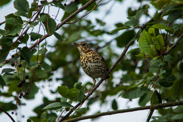 Young spotted thrush. sitting on the branches of a bird cherry surrounded by ripe cherry berries. Close-up.