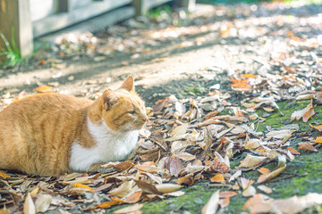 茶色と白の毛並みの猫