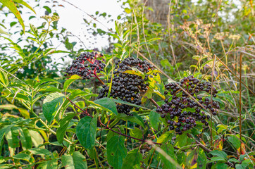 Black bunches of ripe black elderberry, medicinal plant, lung diseases, coronavirus treatment,...