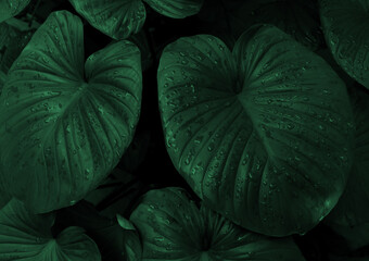 Tropical green leaves background. dark nature summer forest plant concept.