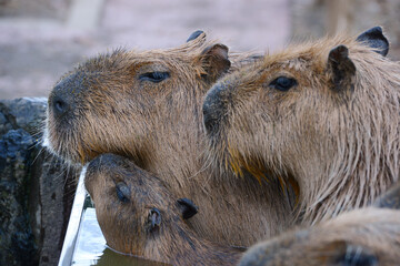 capybara onsen