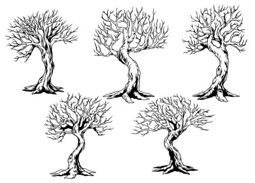 Set of dry tree in hand drawn style