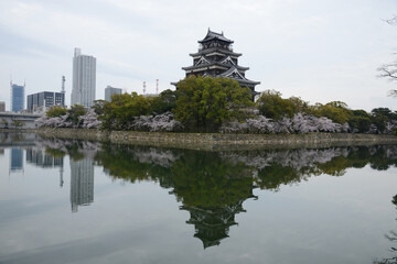 Fototapeta na wymiar hiroshima sakura
