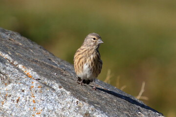Common linnet in Andorra