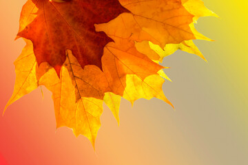 Fototapeta premium Bright autumn maple leaves. Three multi-colored leaves are superimposed on each other. Juicy colors of autumn. White background. 