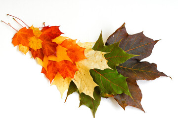 Maple leaves in different sizes and colors. The leaves lie in a pattern on a white background. Autumn riot of colors. 