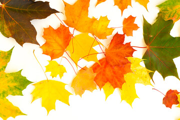 Naklejka na ściany i meble A scattering of multi-colored maple leaves on a white background. Yakriye green, yellow, red colors of the leaves. Large and small leaves. 