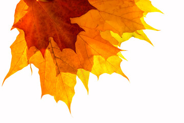 Multicolored maple leaves on a white background. 