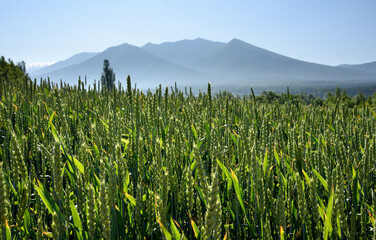 麦畑のイメージ  北海道美瑛町