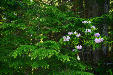 rhododendron