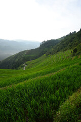 Fototapeta na wymiar vietnam rice terrace
