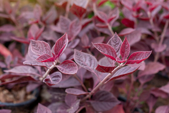 Aerva sanguinolenta (L.) Blume or Amaranthaceae is red leaf in the garden on blur nature background.