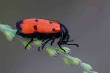 Closeup on a colorful red Mediterranean blister beetle , Mylabris quadripunctata