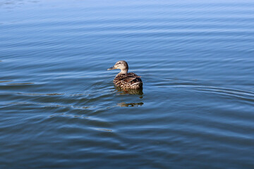 duck on the water
