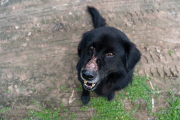The black dog had a bruise on his nose due to a mosquito bite, sitting on the ground looking at the...