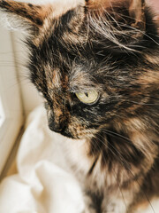 The close-up black-red spotted cat looks attentively out of the window. Inside the house
