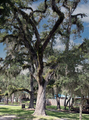 trees in the park