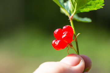 Rubus saxatilis or Stone bramble in hand.