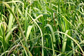 Obraz premium portrait view of young sugar cane plant in farm village in India