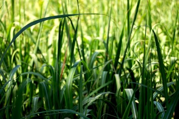 portrait view of young sugar cane plant in farm village in India