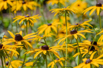 The yellow flower rudbeckia fulgida in a field close uop photo made in Weert the Nethelands - obrazy, fototapety, plakaty