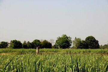 portrait view of young sugar cane plant in farm village in India