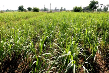 portrait view of young sugar cane plant in farm village in India