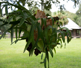 staghorn fern hanging