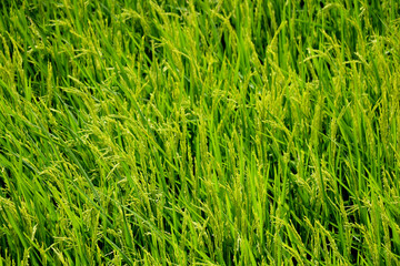 Portrait View of unwanted green grass in garden