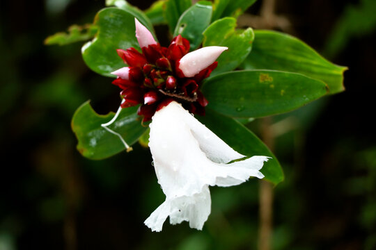 Flower of crepe ginger or Cheilocostus speciosus, medicinal plant