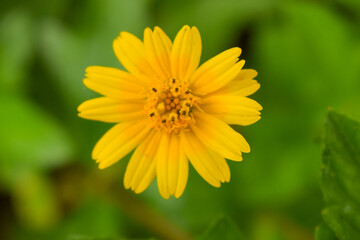 Yellow Flowers Tree in Garden Close-up Floral Macro Image