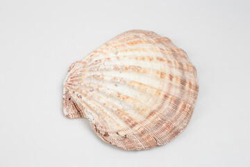 Sea shells on white background