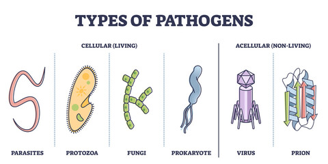 Types of pathogens, cellular, and non living virus organisms outline diagram. Collection with bacteria, parasites, fungi, prion or protozoa elements as risk for human immune system vector illustration - obrazy, fototapety, plakaty
